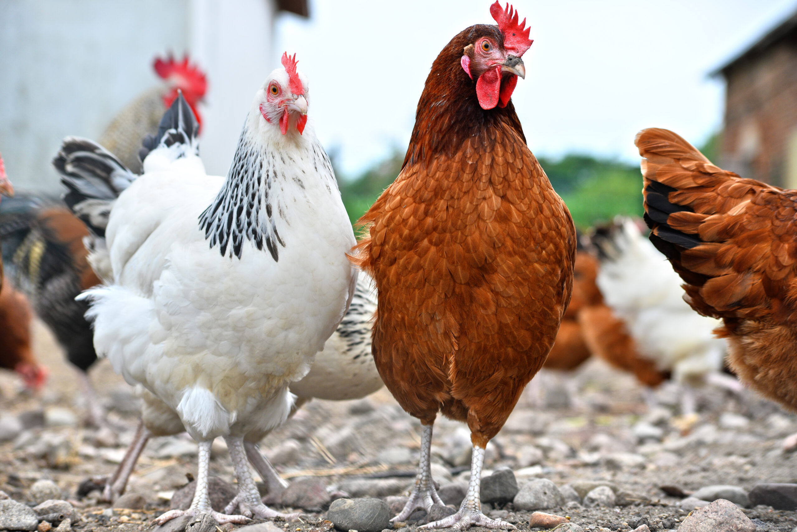 Poultry
